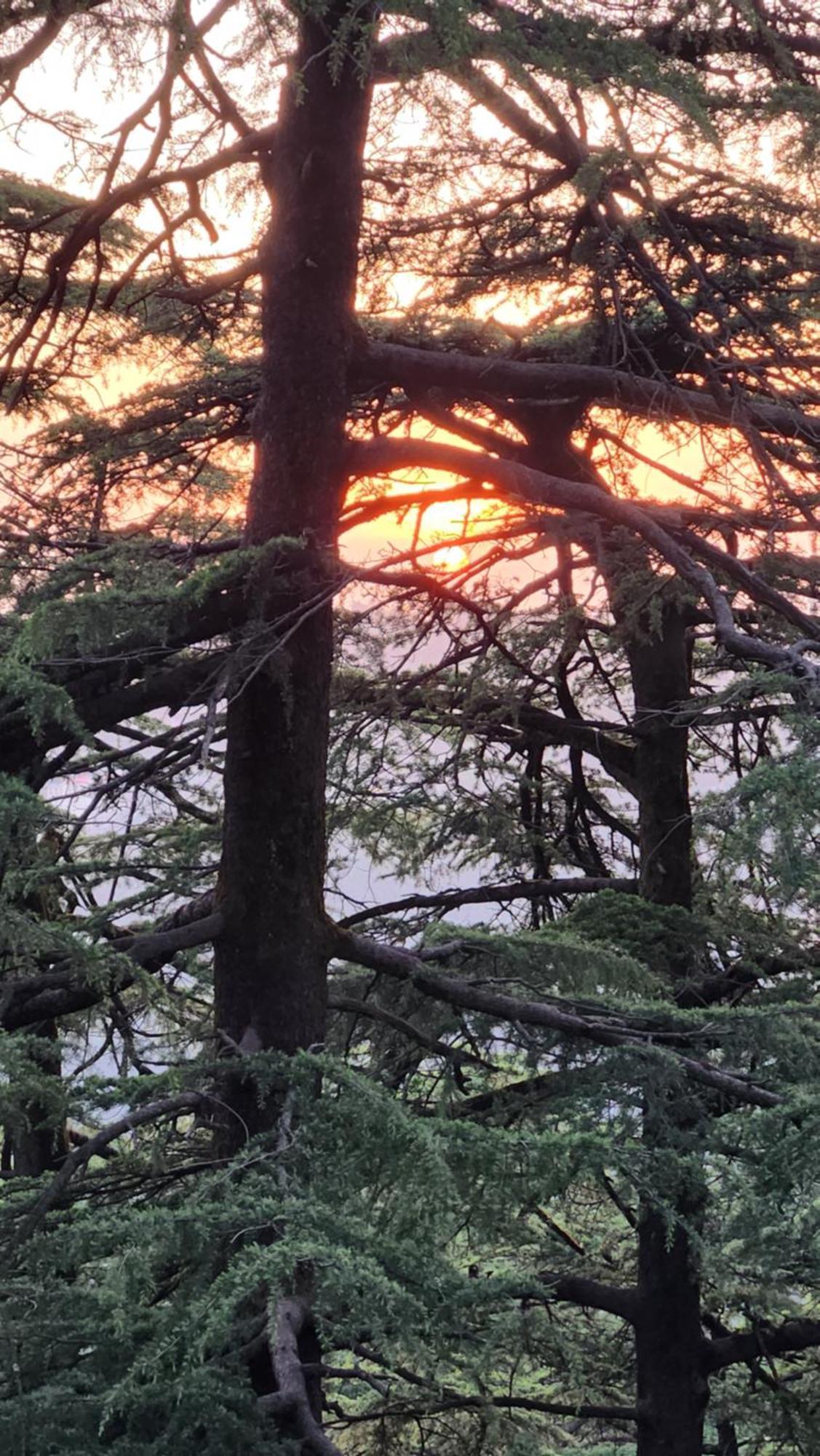 Glen View Heritage Homestay Shimla Esterno foto